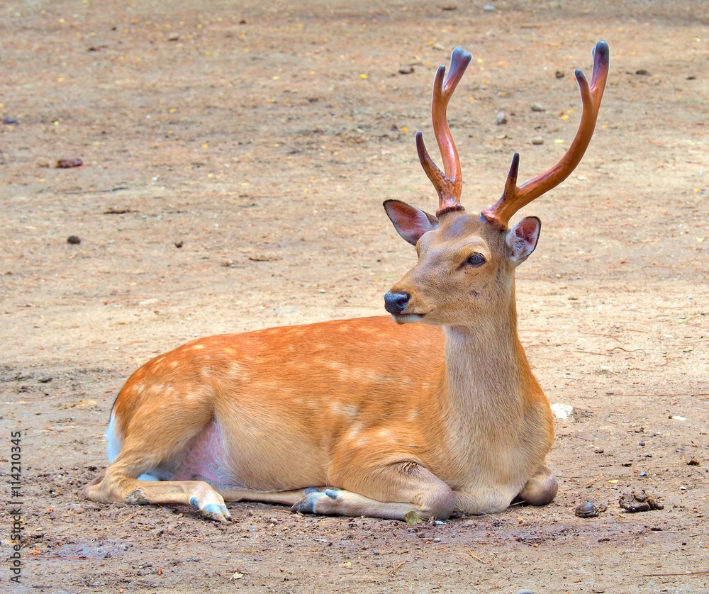Fototapeta premium male deer sitting on the ground.