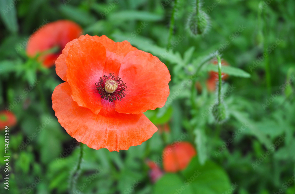 Obraz premium Poppy flower