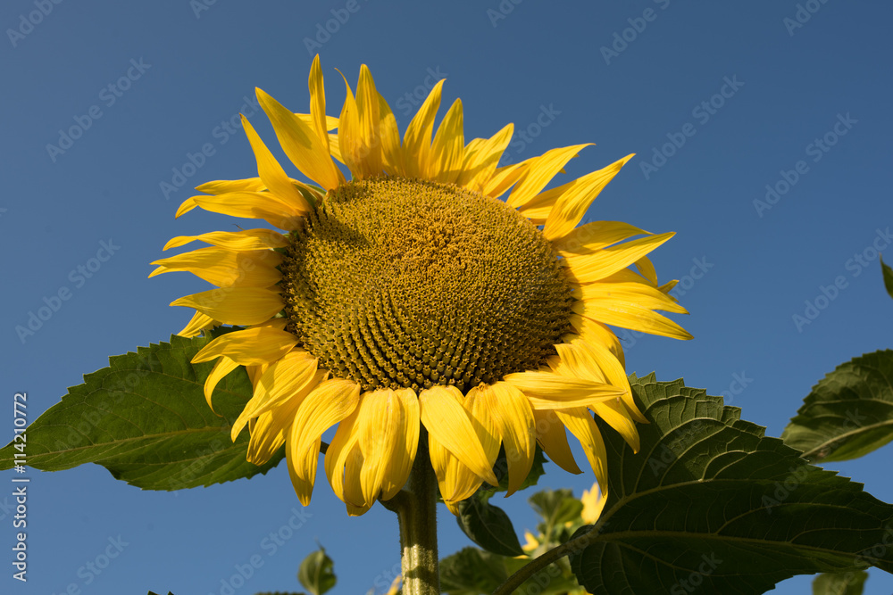 sunflower field