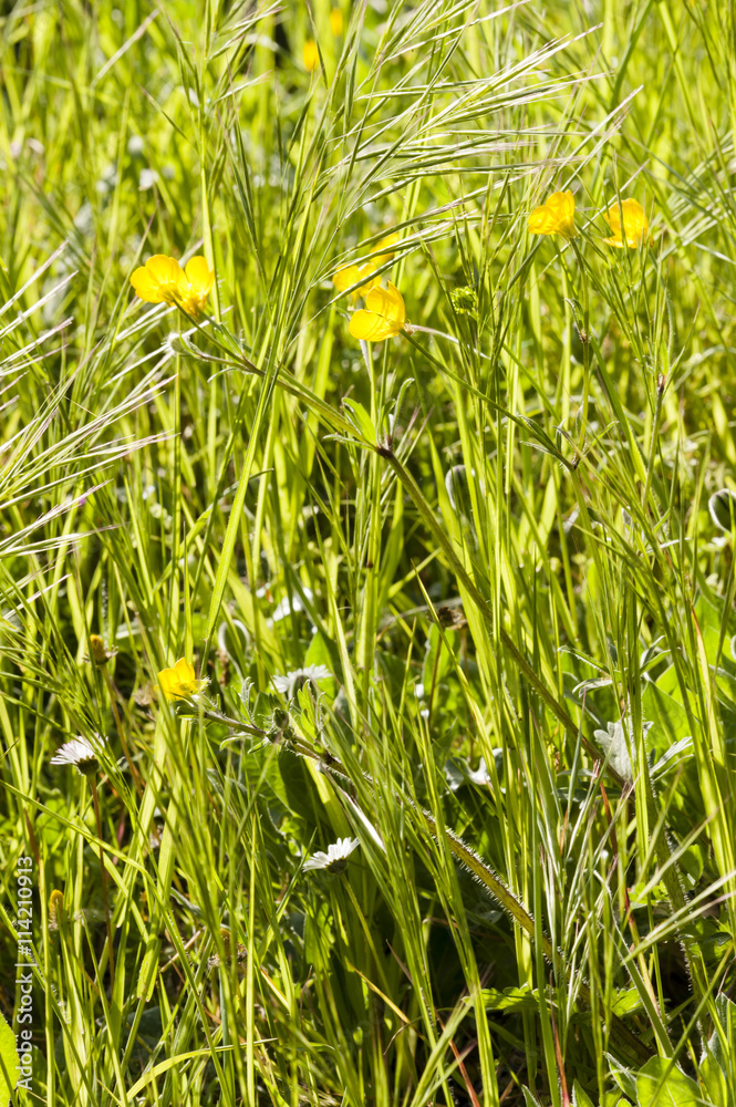 Spring bloom of meadow yellow and white flowers Spring bloom of meadow yellow and white flowers
