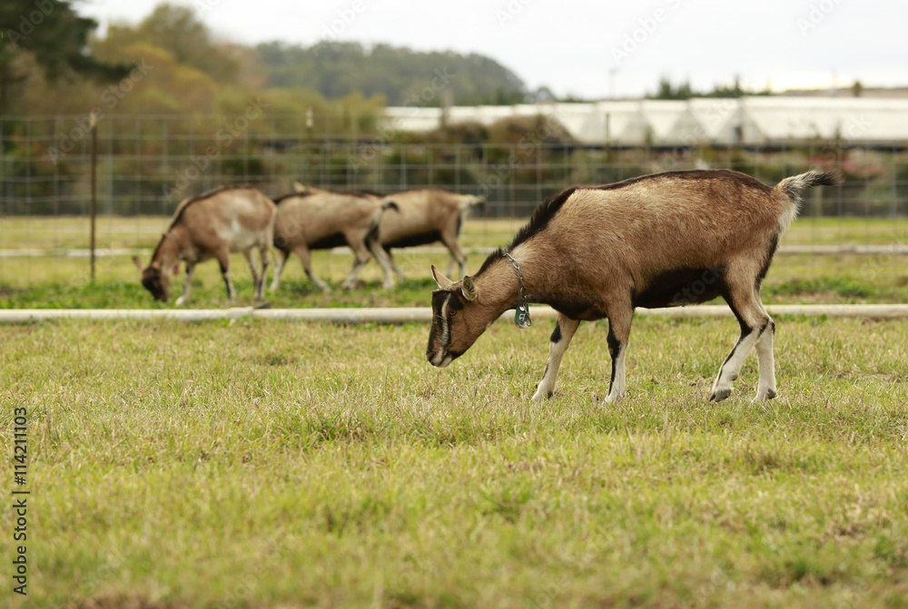 California cat eats the grass in a field