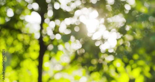 summer leaves bokeh blur with sun peaking through leaves