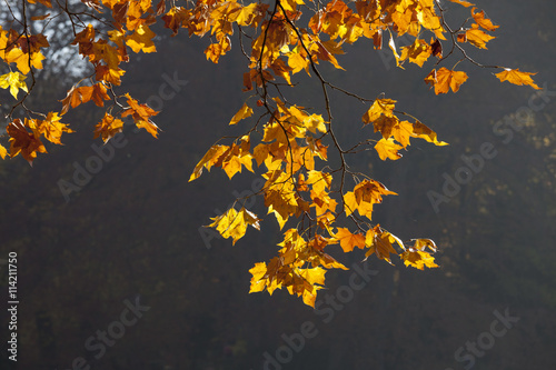 Ast mit Herbstlaub im Rombergpark, Dortmund, Nordrhein-Westfalen, Deutschland, Europa
