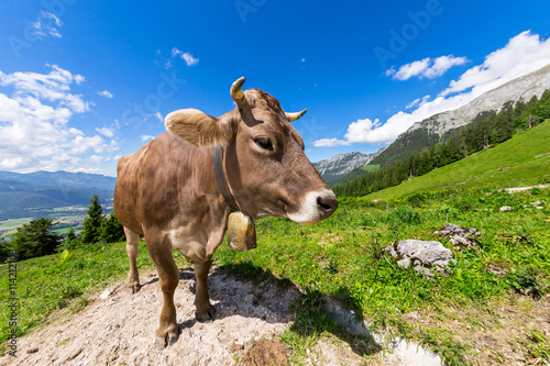 Cow on green grass in front of wonderfull mountain landscape   Kuh auf Wiese vor wundervoller Alpen Landschaft