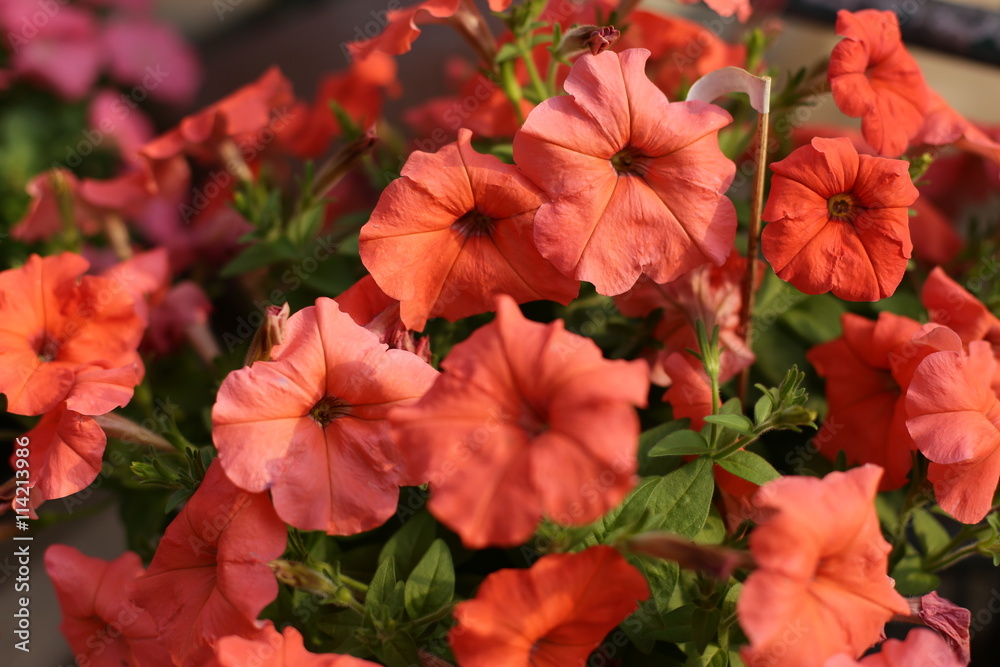 beauty full petunia flowers in the garden beauty full petunia flowers in the garden