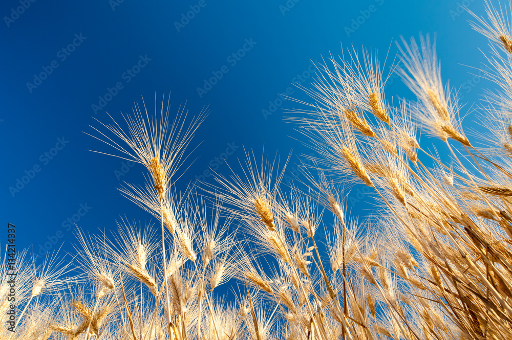 Ears of corn against a blue sky Ears of corn against a blue sky
