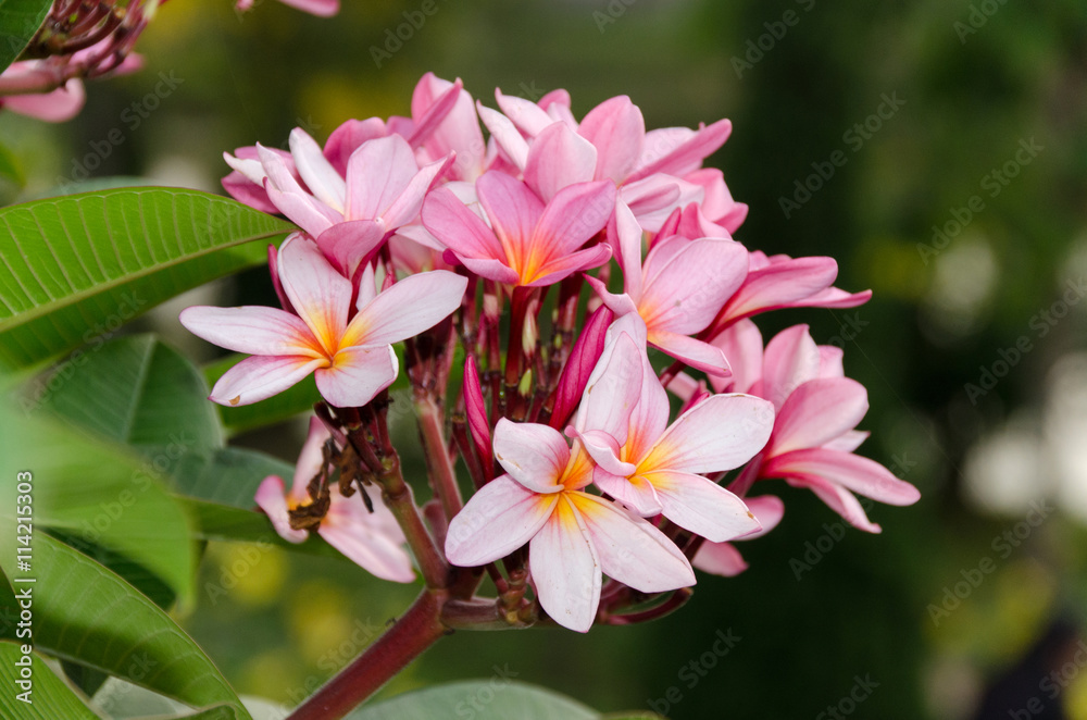 Plumeria flower in full bloom fragrance planted in the garden Plumeria flower in full bloom fragrance planted in the garden