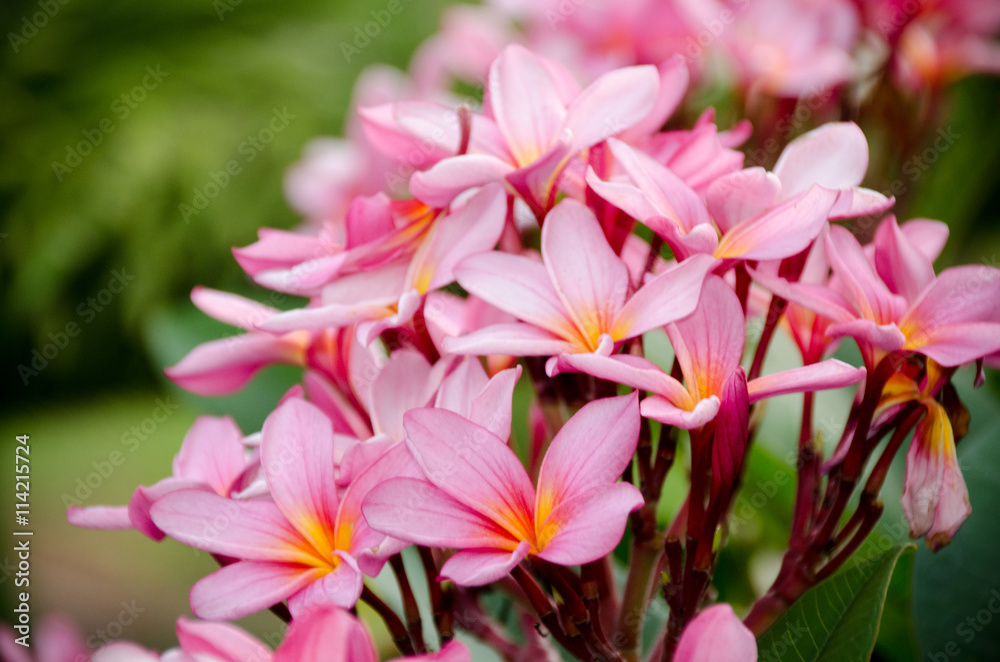 Plumeria flower in full bloom fragrance planted in the garden