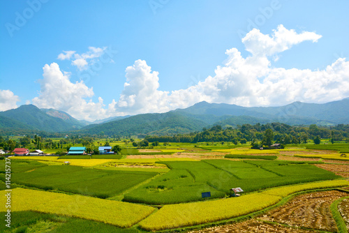 Landscape green rice field with mountain background