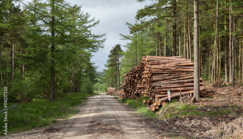 Foto Logging in yorkshire