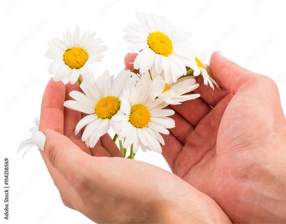 Camomiles in hands of the person on Camomiles in hands of the person on