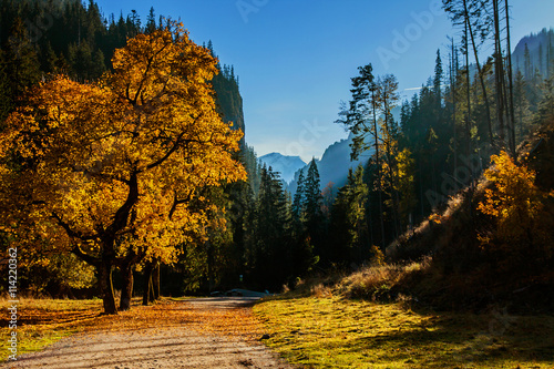 Track path in mountain forest