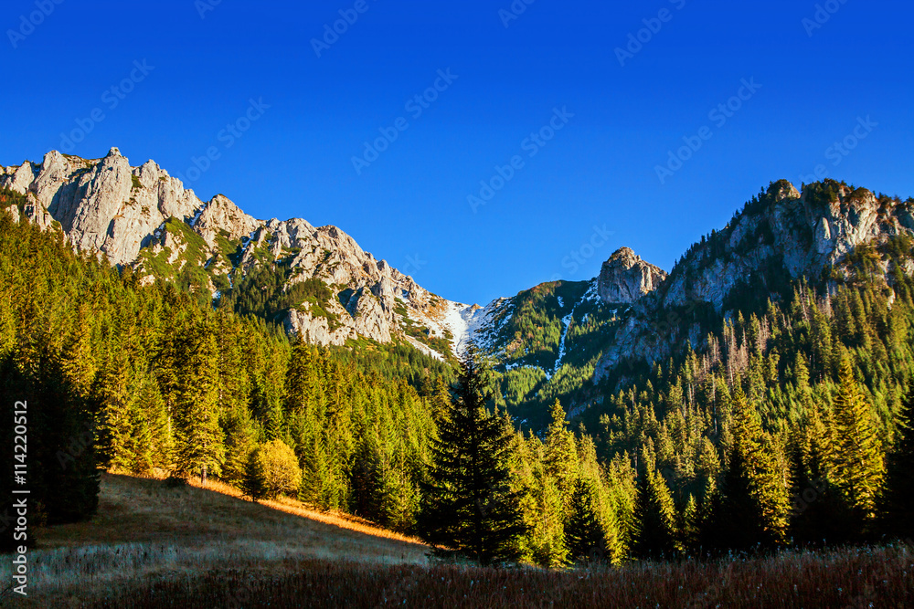 Mountain landscape with tree forest