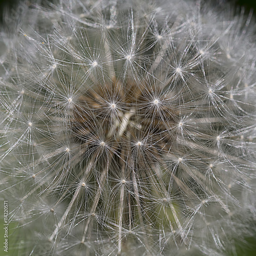 dandelion close-up   background