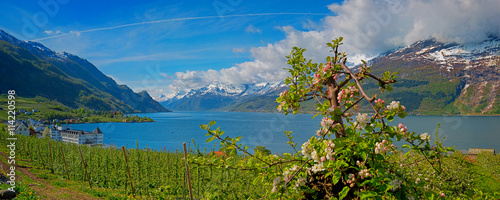 Hardangerfjord in Norway photo