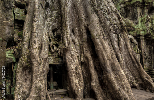 Angkor Prohm Khmer ancient Buddhist temple in jungle forest. Famous