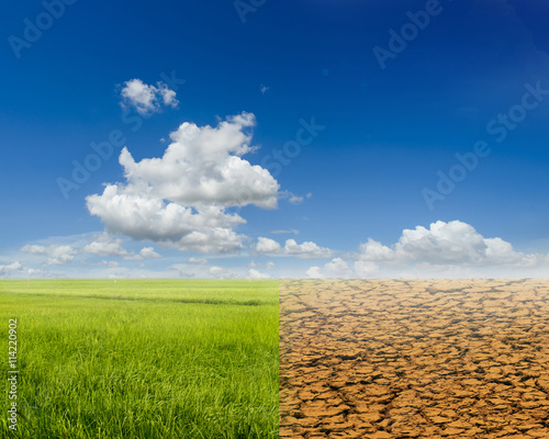 Rice field and ecology landscape