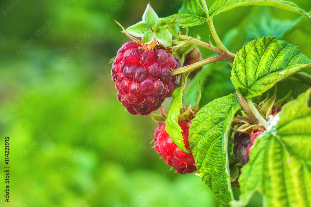 Ripe raspberry bushes. Ripe raspberry bushes.