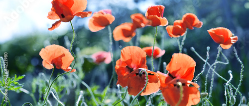 Panel kuchenny z motywem maki w promieniach słońca