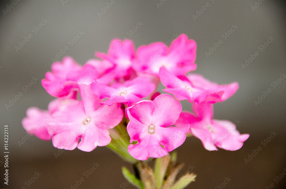 Fototapeta premium formal garden flower