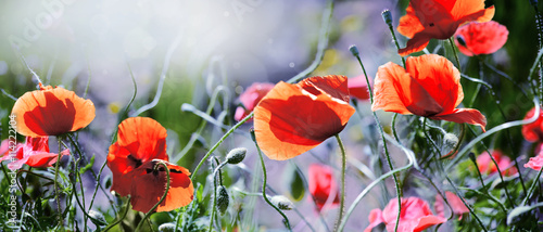 Panel kuchenny z motywem mak