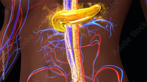 Pancreas secreting insulin