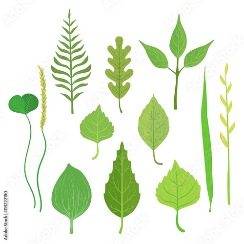 Trees And Plants Leaf Collection