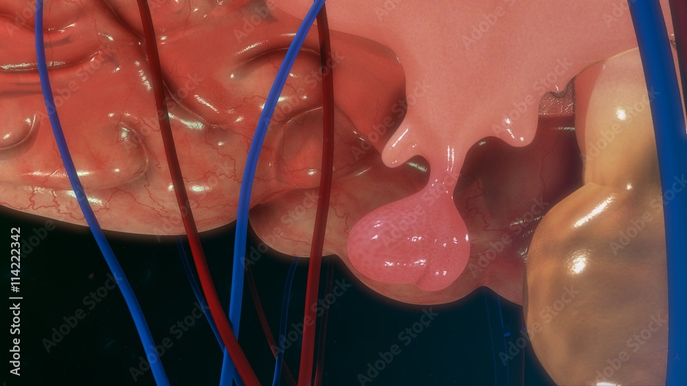 Fototapeta premium Pituitary gland