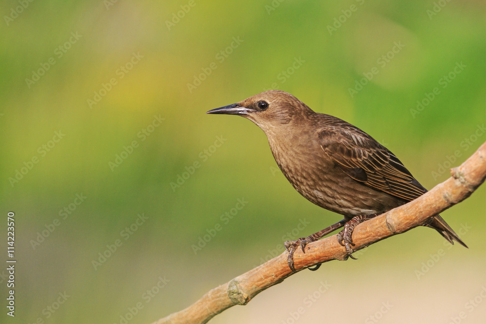 brown young starling sits on a branch brown young starling sits on a branch
