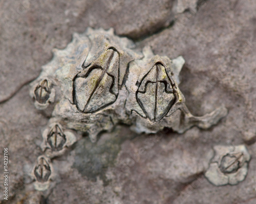 Acorn barnacle (Semibalanus balanoides). photo