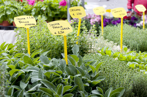 sage and other spice plants in store