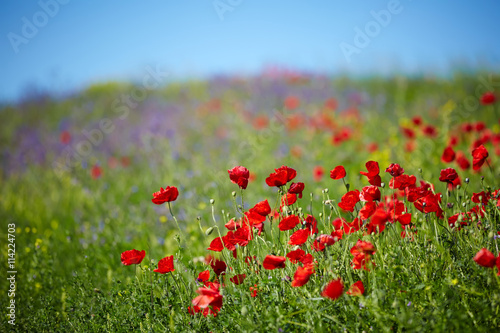 beautiful poppies field