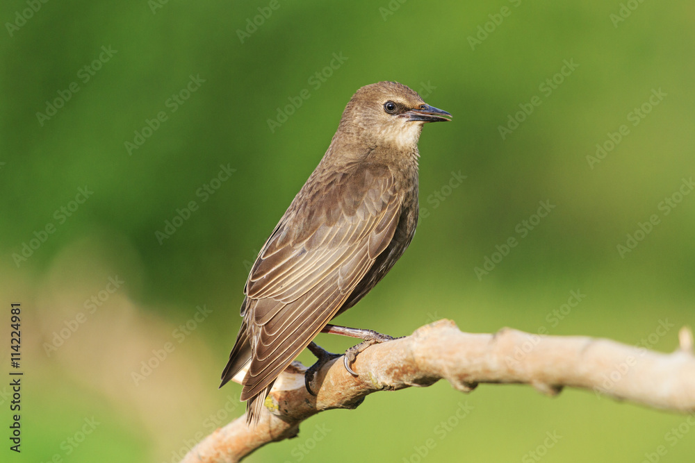 young black starling sits on a branch young black starling sits on a branch