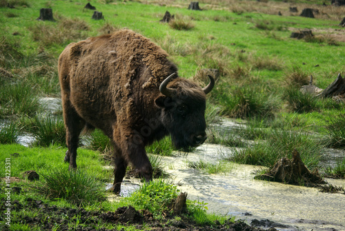 BELOVEZHSKAYA PUSHCHA, BELARUS - MAY, 2013: European Bison (Biso photo