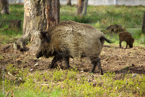 BELOVEZHSKAYA PUSHCHA, BELARUS - MAY, 2013: The wild boar in the