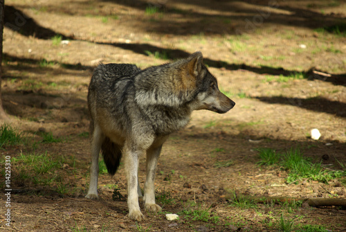 BELOVEZHSKAYA PUSHCHA, BELARUS - MAY, 2013: Wild wolf in a cage photo