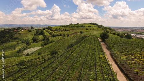 The vineyards on the Italian hills. © isaac74