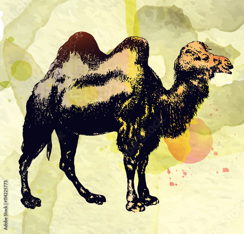 Hand drawn ink camel vector image