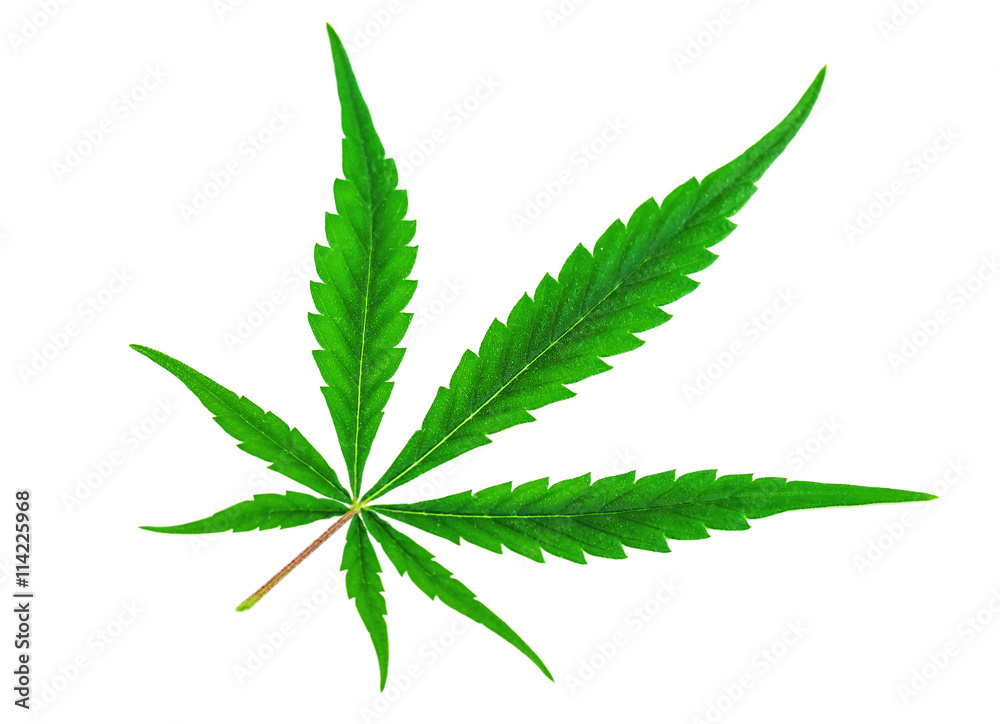 lush marijuanna leaf lush marijuanna leaf