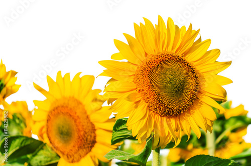 lush sunflowers on white
