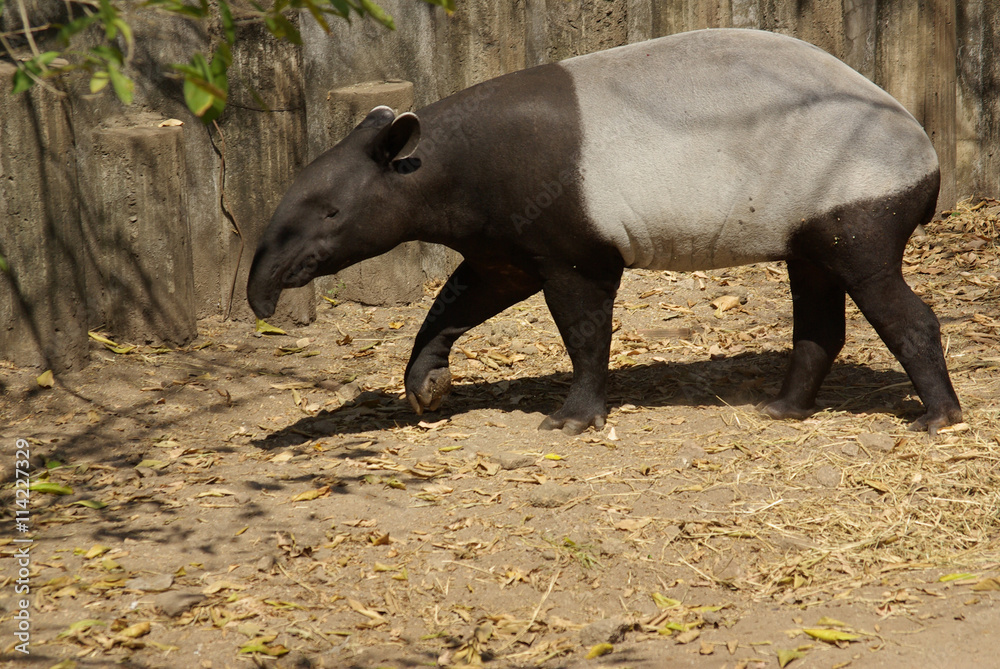 PATTAYA, THAILAND - January, 2013: Animal in Khao Kheow Open Zoo