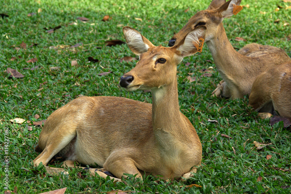 PATTAYA, THAILAND - January, 2013: Animal in Khao Kheow Open Zoo