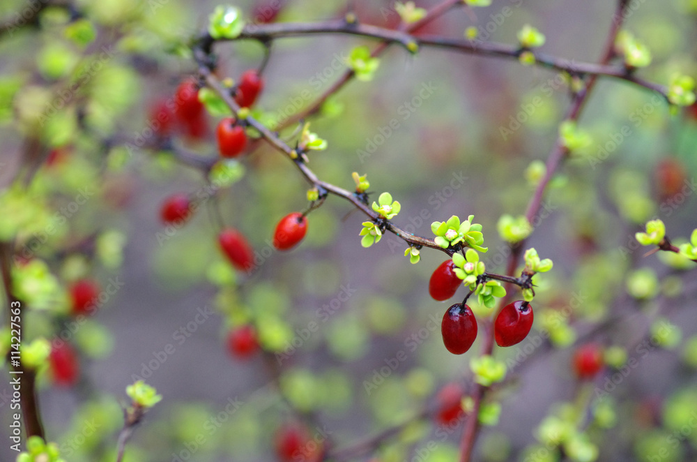 Branch of a barberry close-up