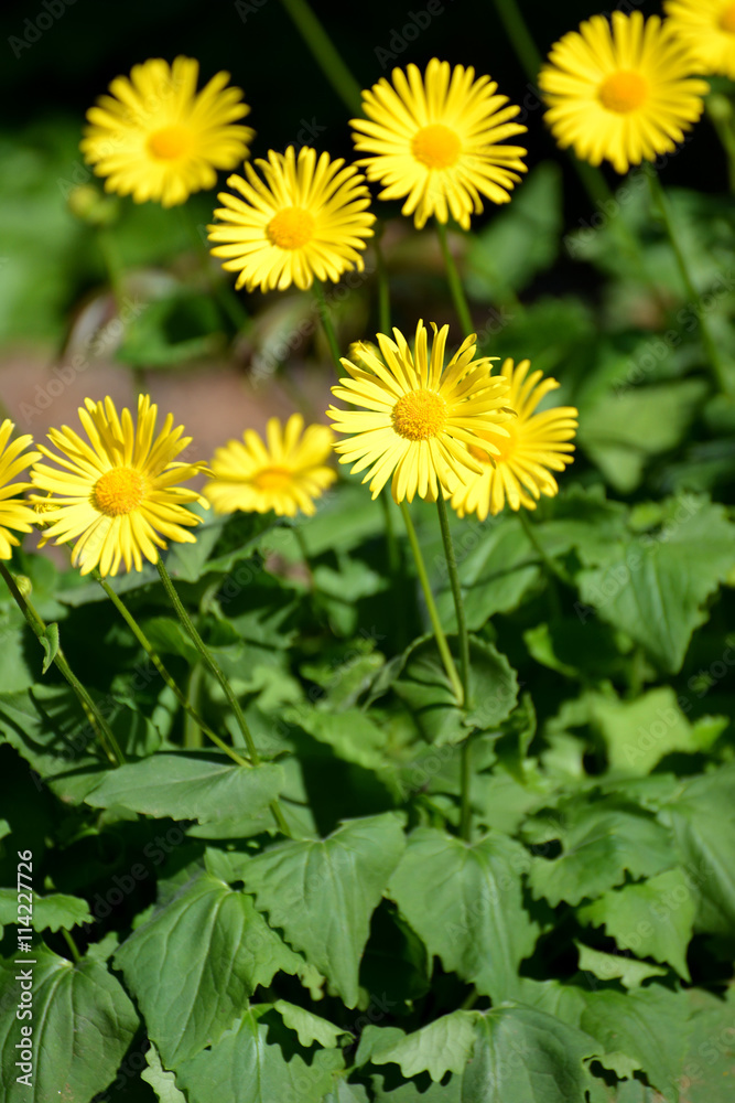 Blossoming doronicum east (Doronicum orientale Hoffm.) Blossoming doronicum east (Doronicum orientale Hoffm.)