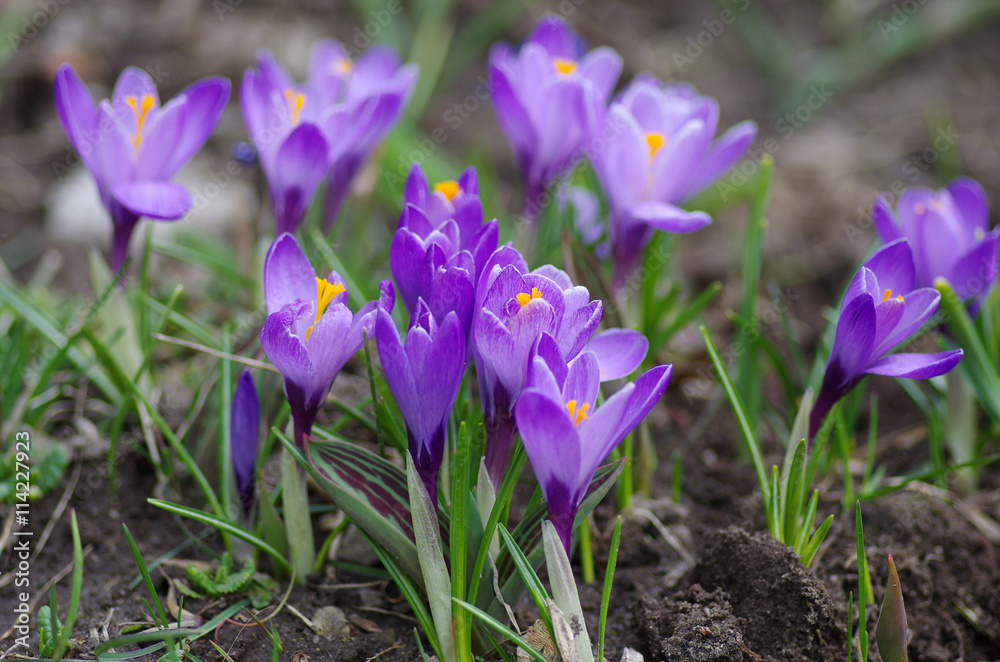 Crocus Crocus
