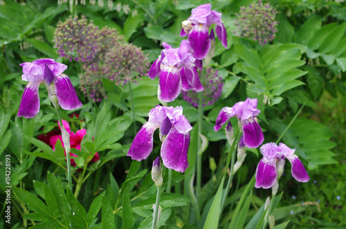 Purple iris