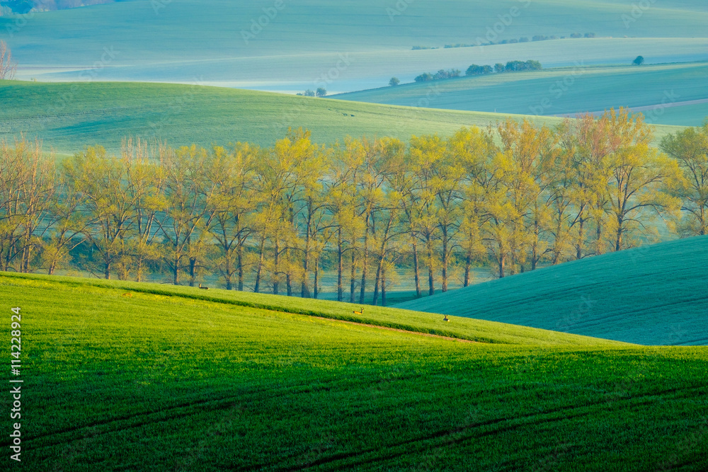 Trees on green wavy hills in South Moravia