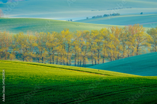 Trees on green wavy hills in South Moravia © Anton Gvozdikov