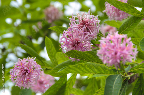 Pompon-Baum - Dais cotinifolia - Pompon Tree  Blüten photo