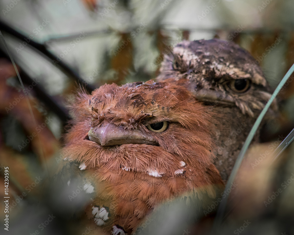 Obraz premium Sri Lanka frogmouth